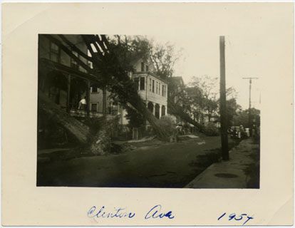 Row of fallen trees, Clinton Avenue, 1954.